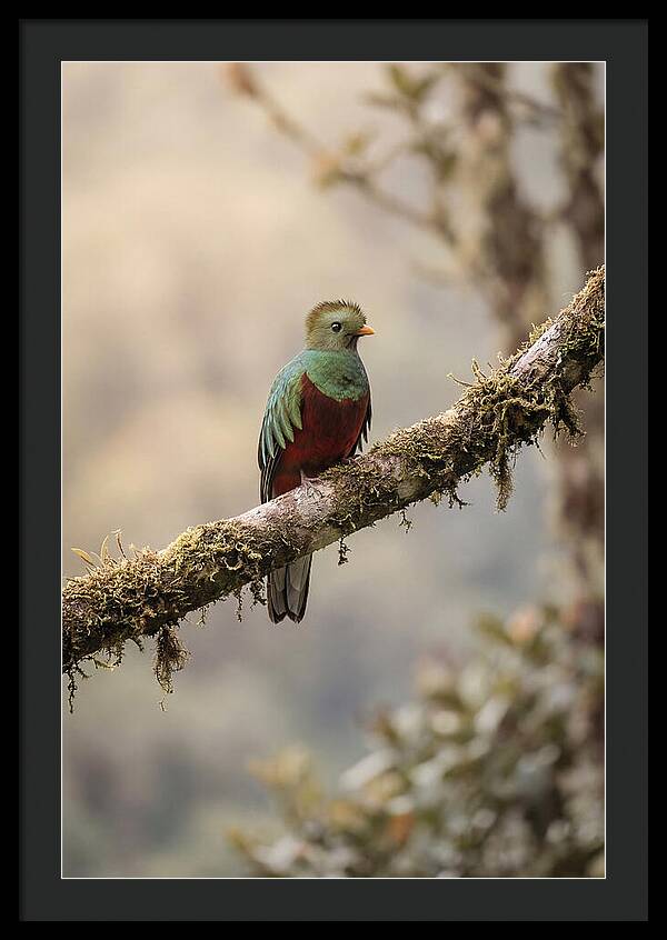 Resplendent Quetzal Perched Gracefully