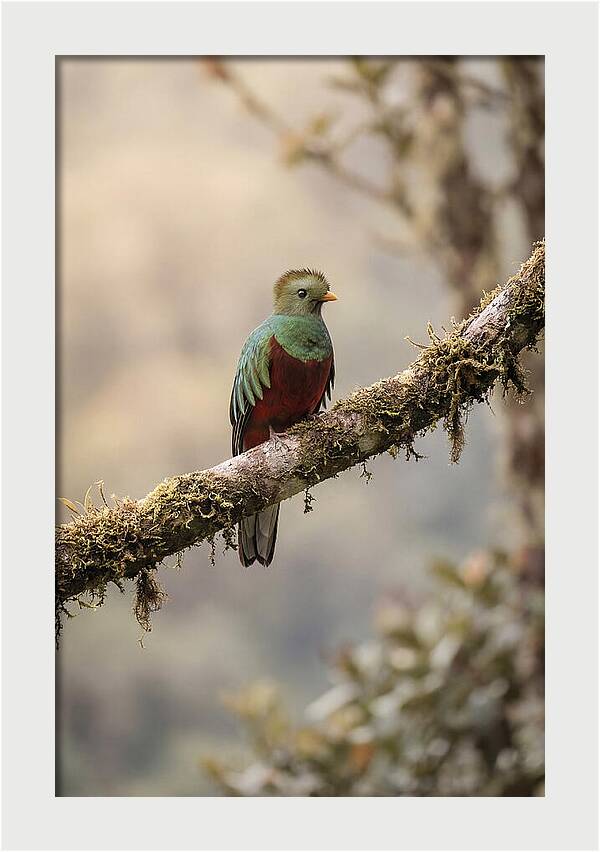 Resplendent Quetzal Perched Gracefully