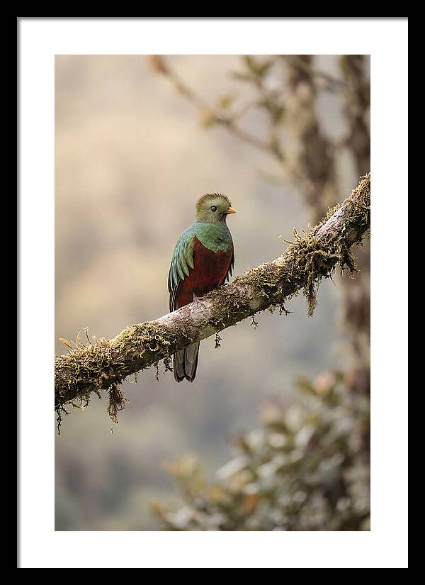 Resplendent Quetzal Perched Gracefully