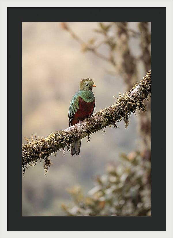 Resplendent Quetzal Perched Gracefully