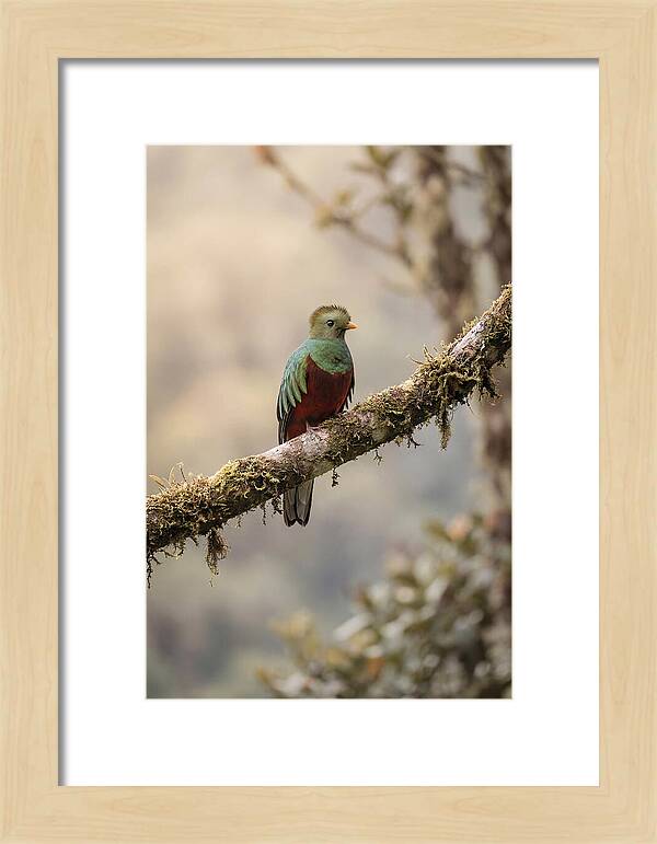 Resplendent Quetzal Perched Gracefully