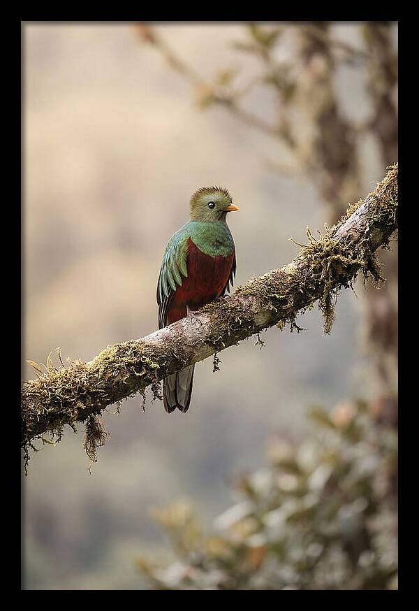 Resplendent Quetzal Perched Gracefully