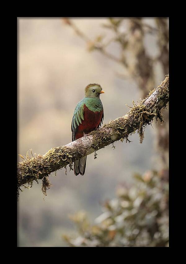Resplendent Quetzal Perched Gracefully