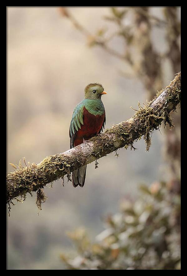 Resplendent Quetzal Perched Gracefully