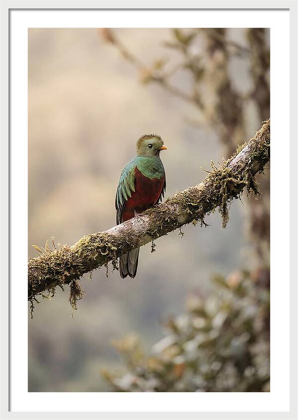 Resplendent Quetzal Perched Gracefully
