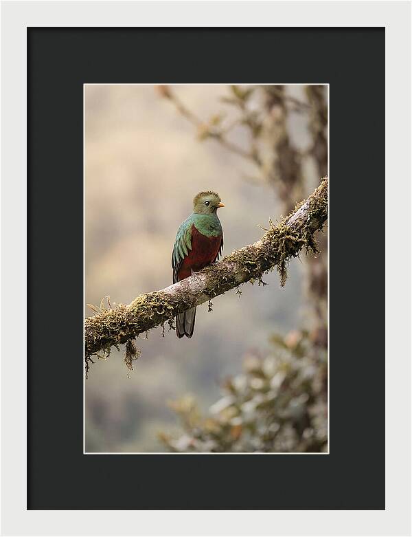 Resplendent Quetzal Perched Gracefully