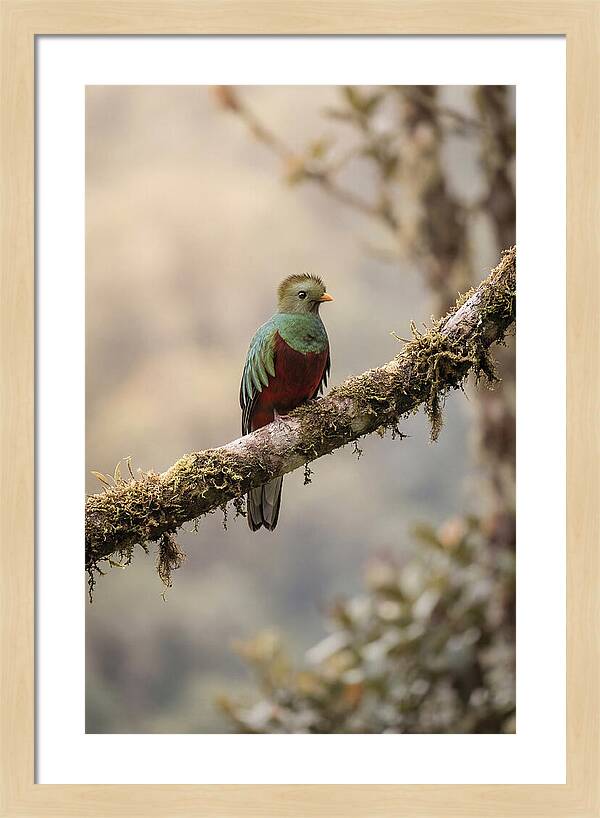 Resplendent Quetzal Perched Gracefully