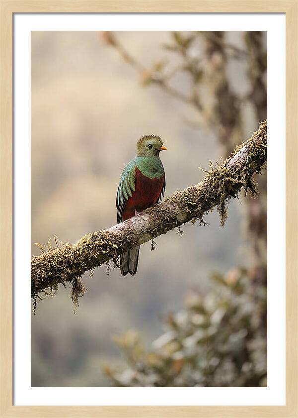 Resplendent Quetzal Perched Gracefully