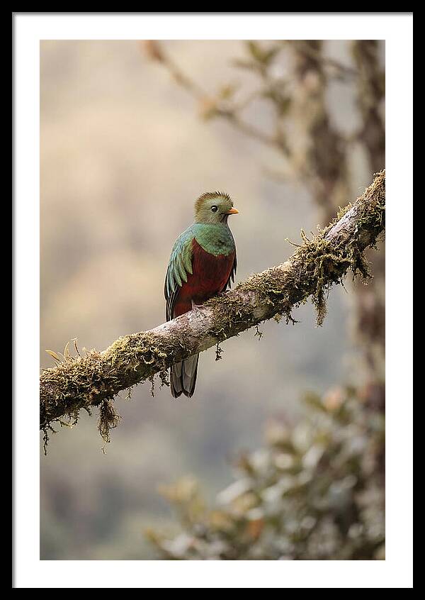 Resplendent Quetzal Perched Gracefully