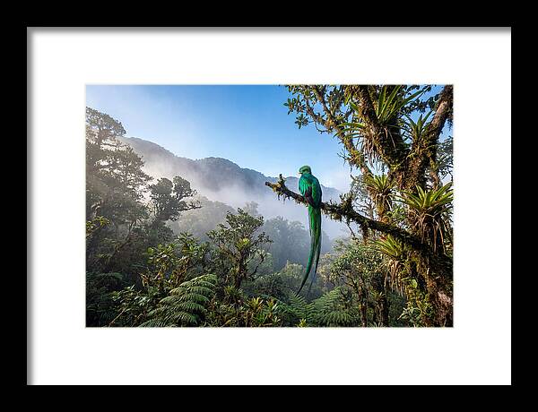 Resplendent Quetzal Perched In Mist