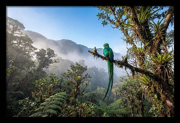 Resplendent Quetzal Perched In Mist
