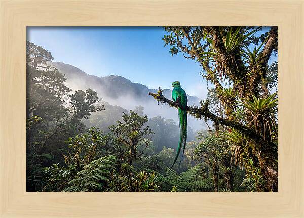Resplendent Quetzal Perched In Mist