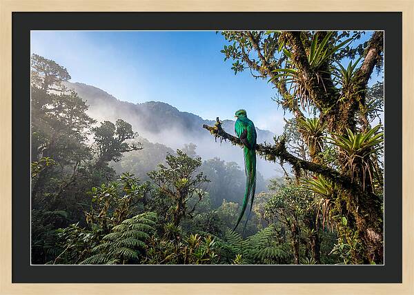Resplendent Quetzal Perched In Mist