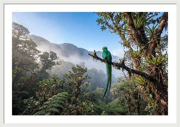 Resplendent Quetzal Perched In Mist
