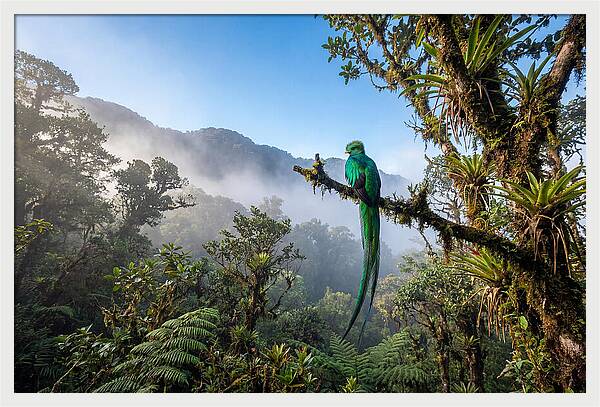 Resplendent Quetzal Perched In Mist