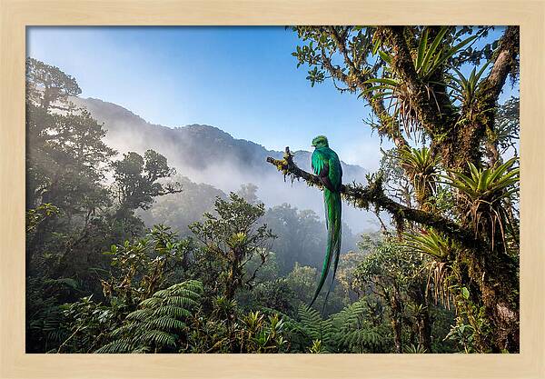 Resplendent Quetzal Perched In Mist