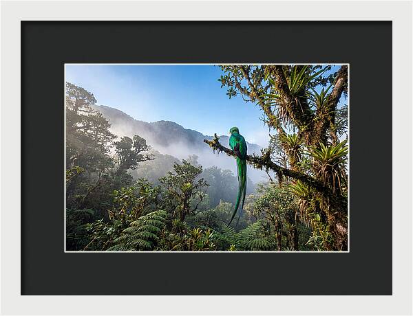 Resplendent Quetzal Perched In Mist