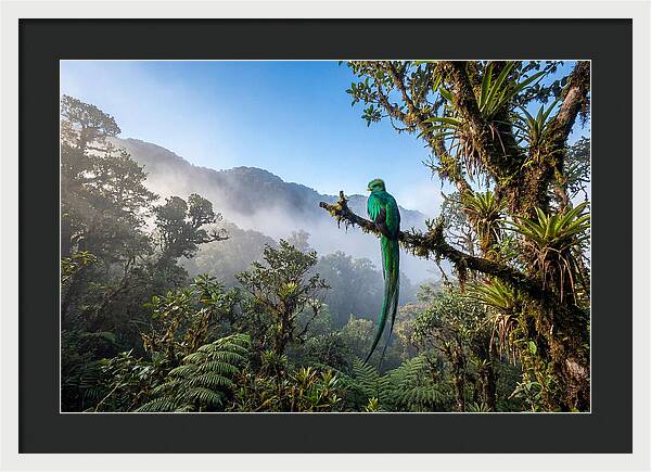 Resplendent Quetzal Perched In Mist