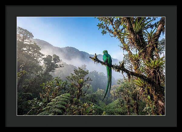 Resplendent Quetzal Perched In Mist