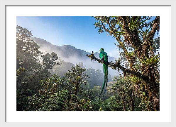 Resplendent Quetzal Perched In Mist