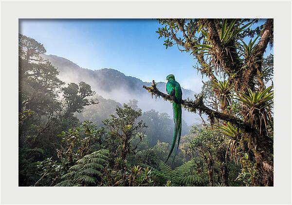 Resplendent Quetzal Perched In Mist