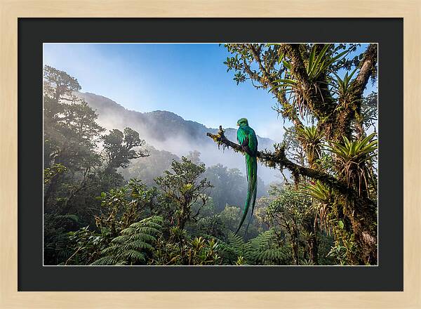 Resplendent Quetzal Perched In Mist