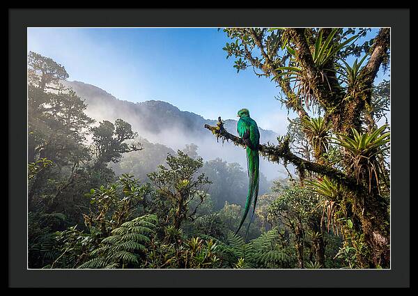 Resplendent Quetzal Perched In Mist