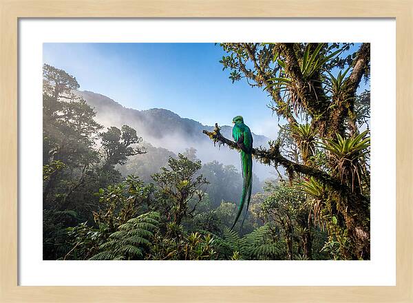 Resplendent Quetzal Perched In Mist