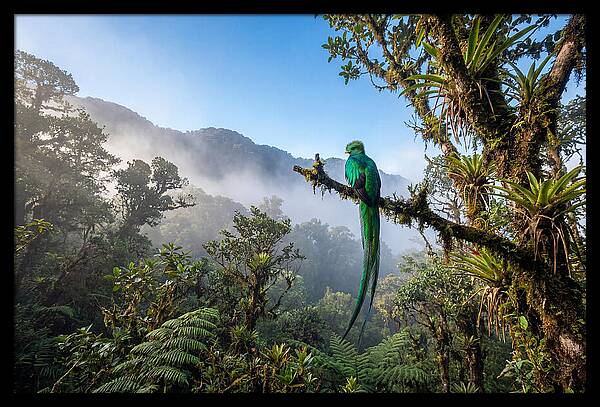 Resplendent Quetzal Perched In Mist