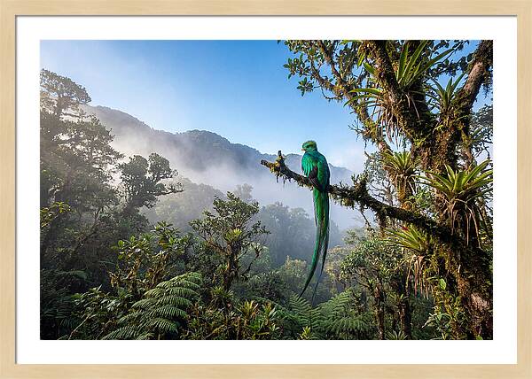 Resplendent Quetzal Perched In Mist