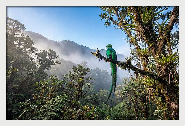 Resplendent Quetzal Perched In Mist