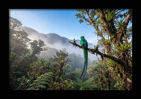 Resplendent Quetzal Perched In Mist