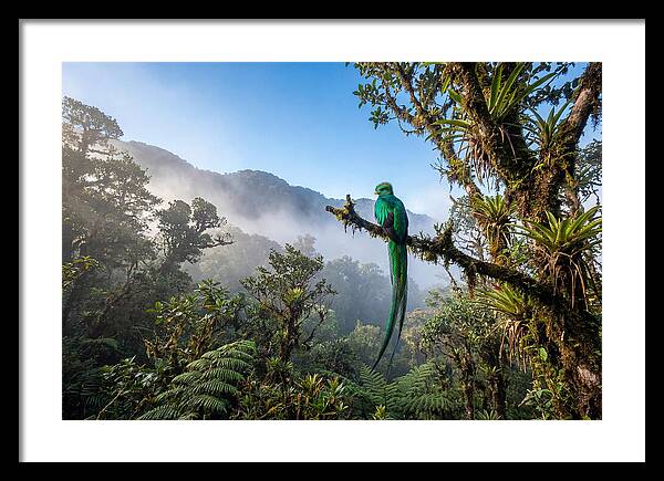 Resplendent Quetzal Perched In Mist