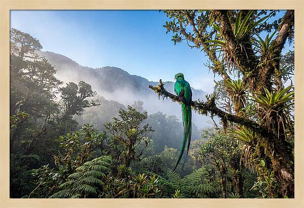 Resplendent Quetzal Perched In Mist