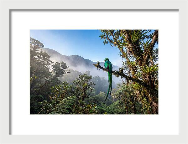 Resplendent Quetzal Perched In Mist