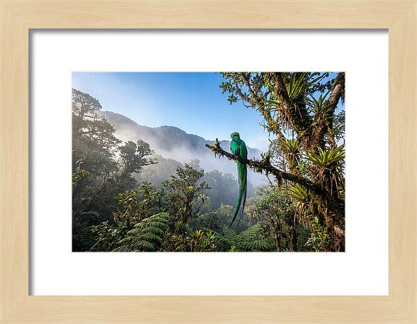 Resplendent Quetzal Perched In Mist