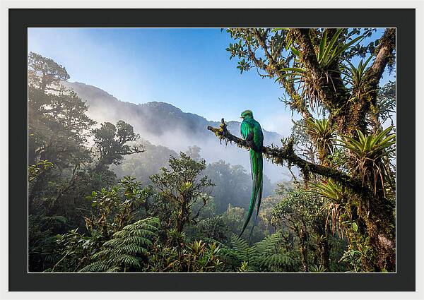 Resplendent Quetzal Perched In Mist