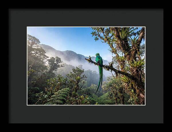 Resplendent Quetzal Perched In Mist