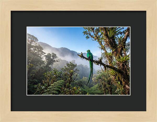 Resplendent Quetzal Perched In Mist