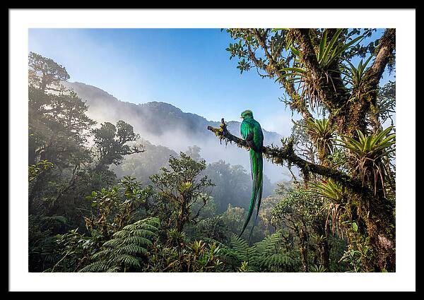 Resplendent Quetzal Perched In Mist