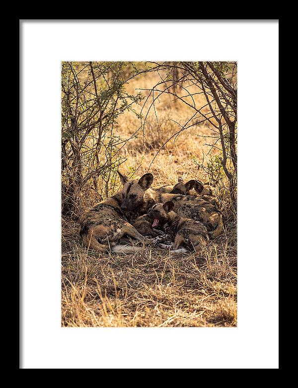 Resting African Wild Dog Pack