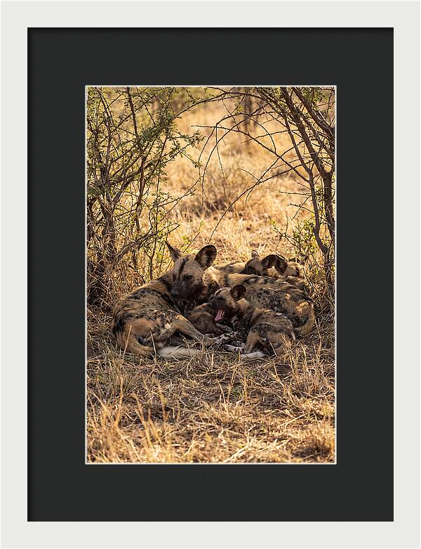 Resting African Wild Dog Pack