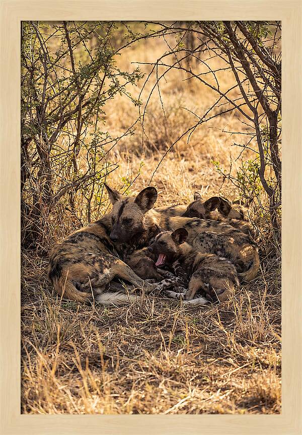 Resting African Wild Dog Pack