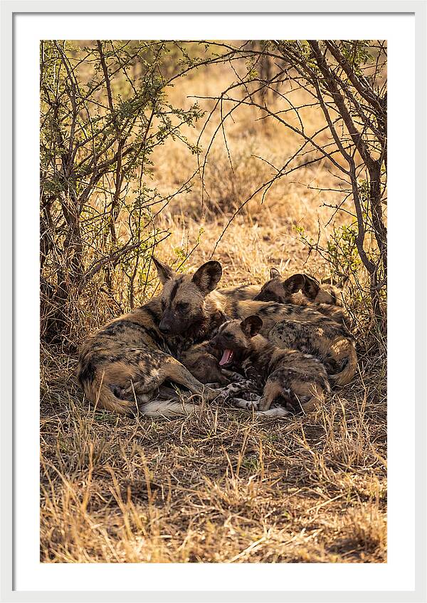 Resting African Wild Dog Pack