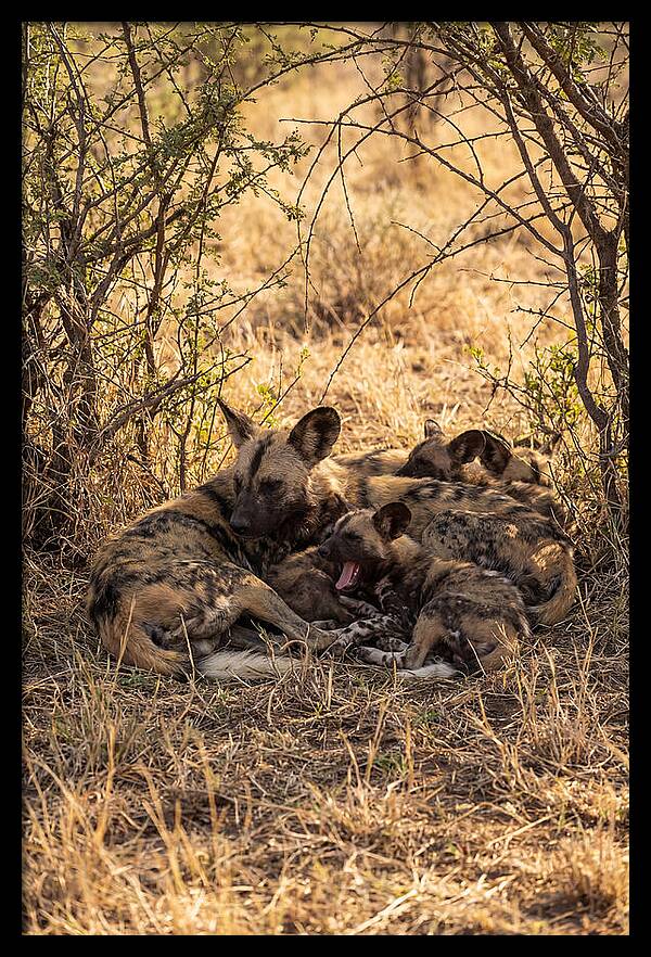 Resting African Wild Dog Pack