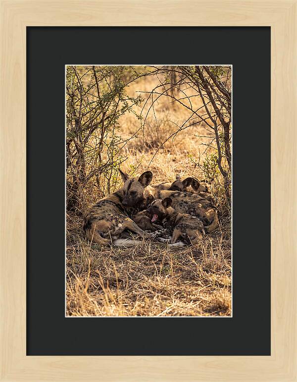 Resting African Wild Dog Pack