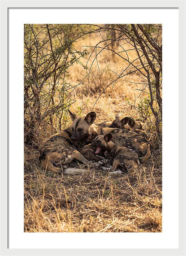 Resting African Wild Dog Pack