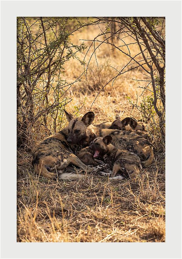 Resting African Wild Dog Pack