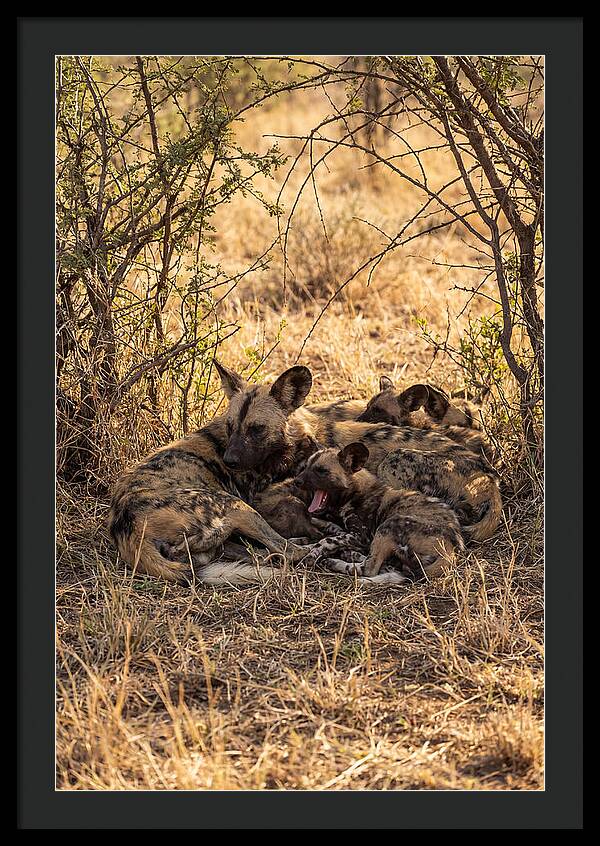 Resting African Wild Dog Pack