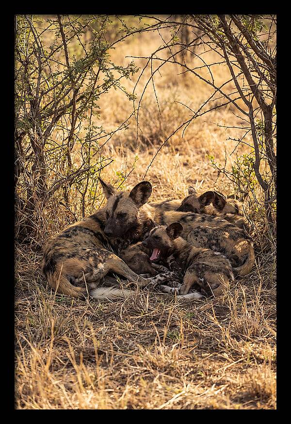 Resting African Wild Dog Pack
